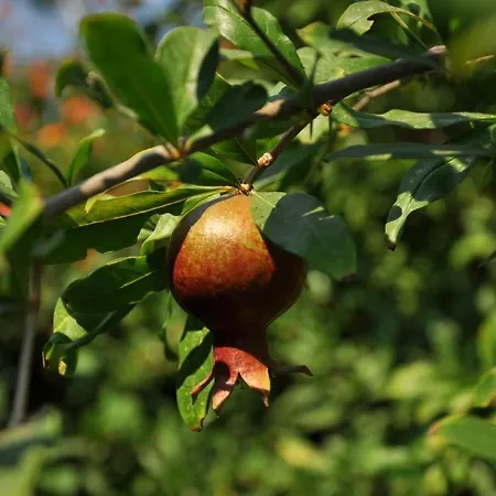 منتزه العطل بنسيون وبنغلات باريز