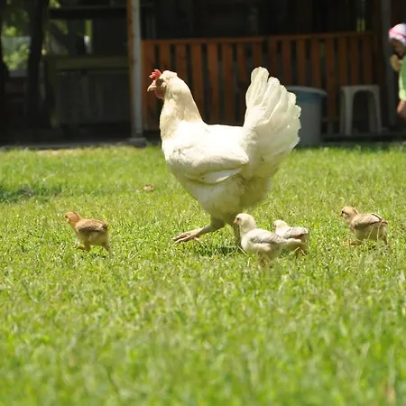 بنسيون وبنغلات باريز 2*