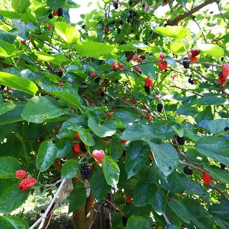 Prázdninový areál Baris & 2*